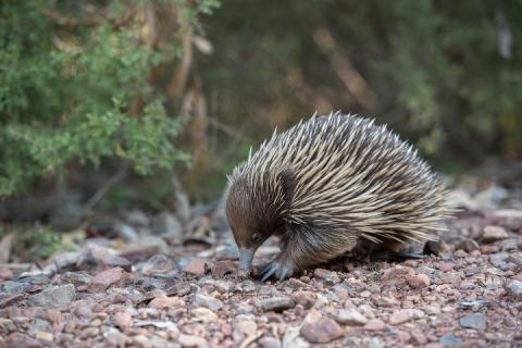 hedgehog