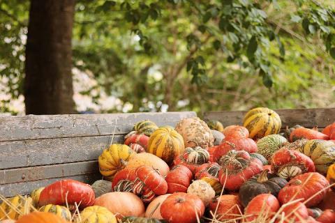 pumpkins